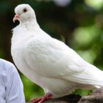 White Pigeon