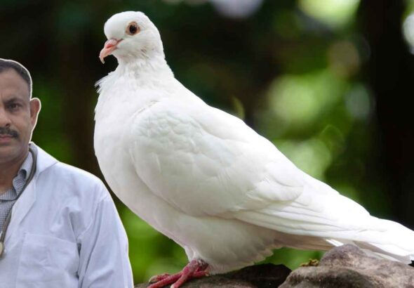 White Pigeon