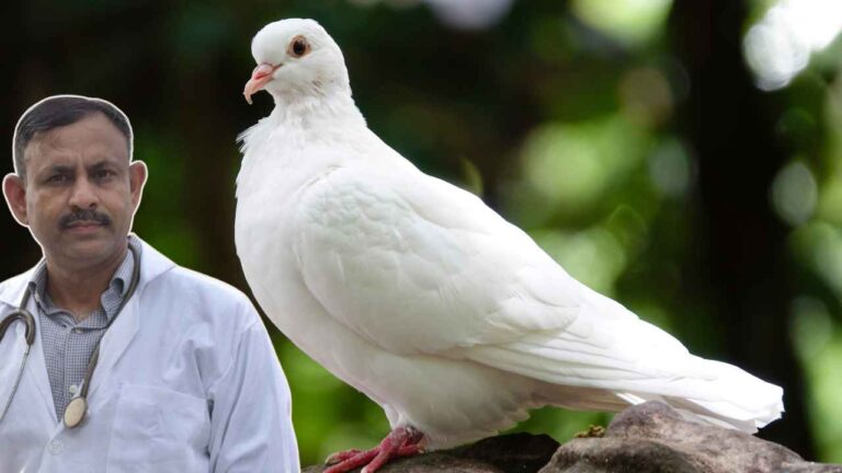 White Pigeon