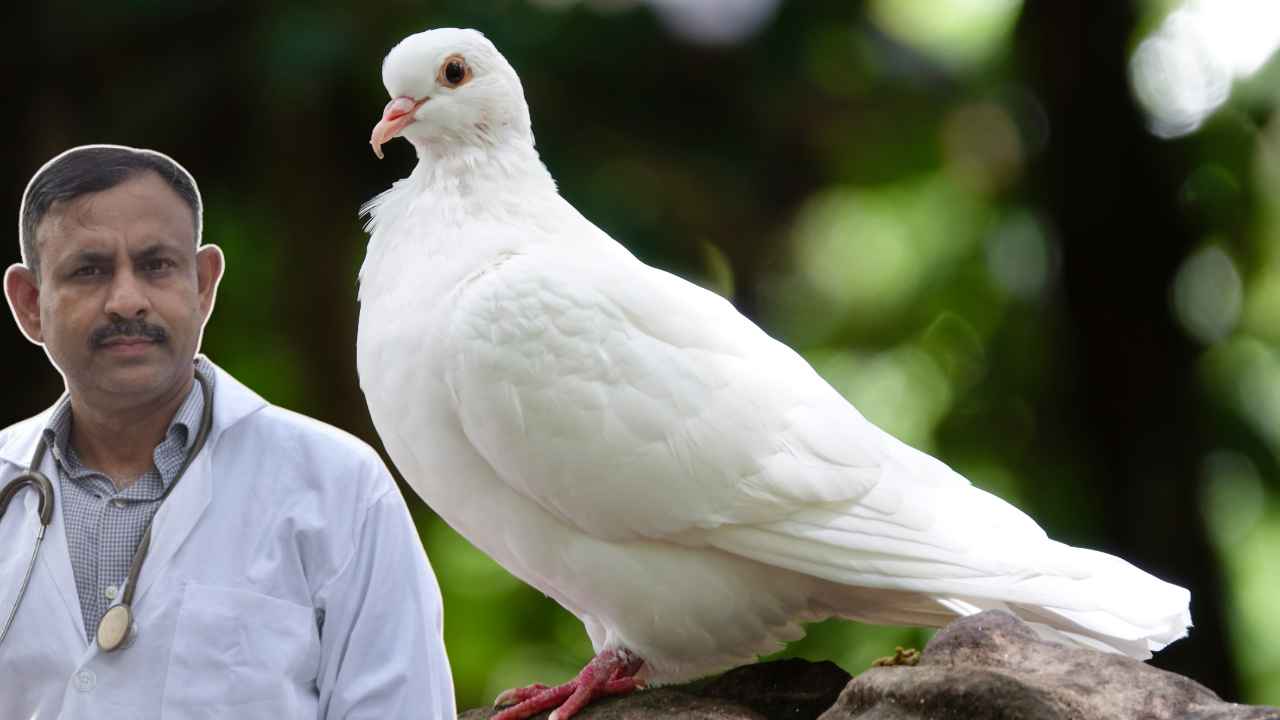 White Pigeon