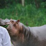Wild Animals in Rain