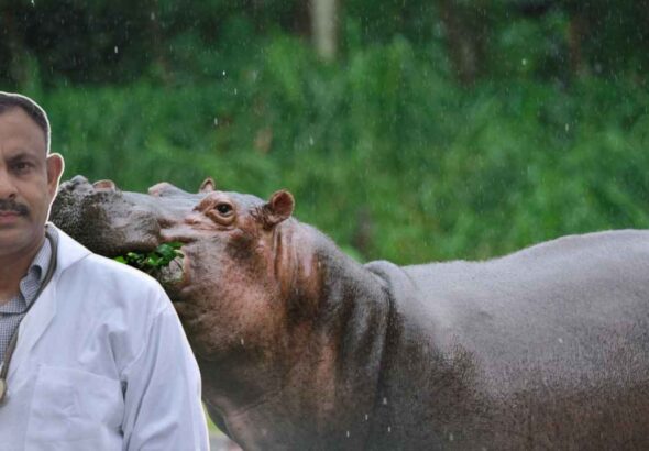 Wild Animals in Rain