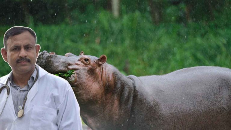 Wild Animals in Rain