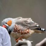 Zebra Finch Diet
