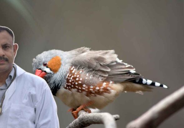 Zebra Finch Diet