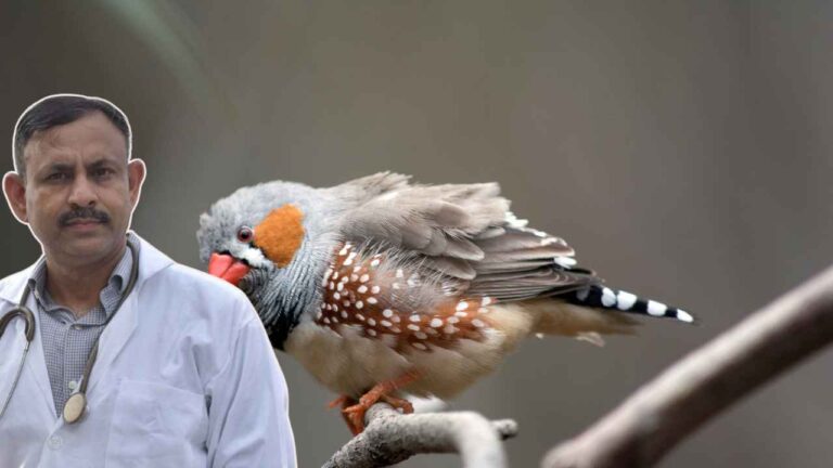 Zebra Finch Diet
