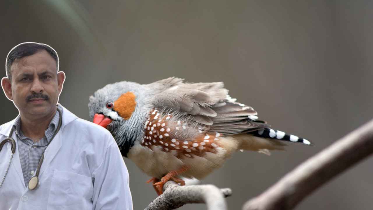 Zebra Finch Diet