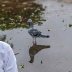 pigon care in rain