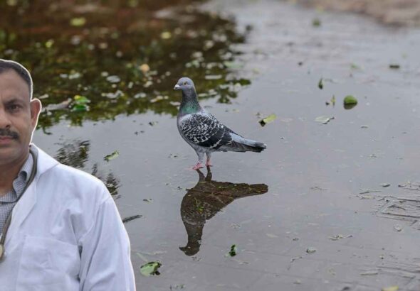 pigon care in rain