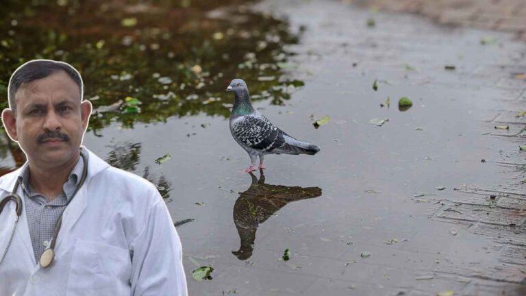 pigon care in rain
