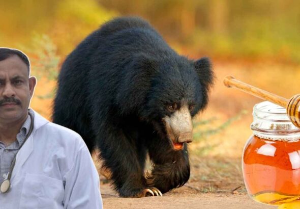 Bear