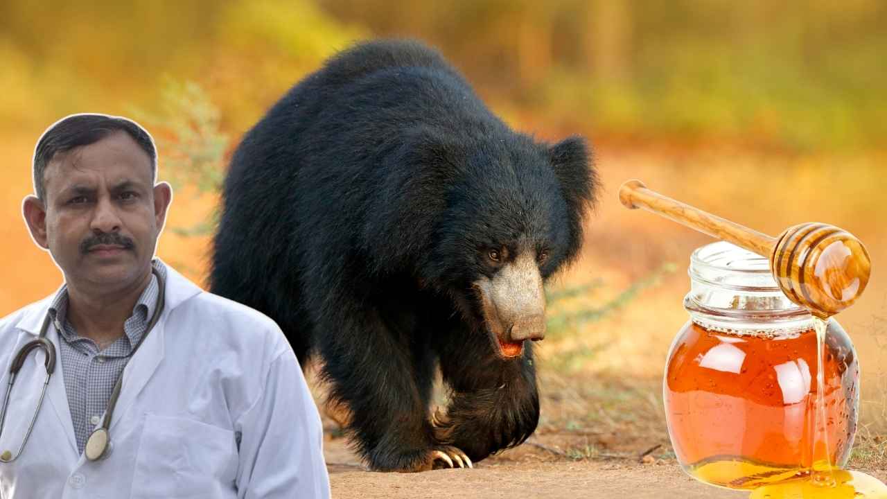 Bear