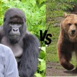 Bear vs Gorilla
