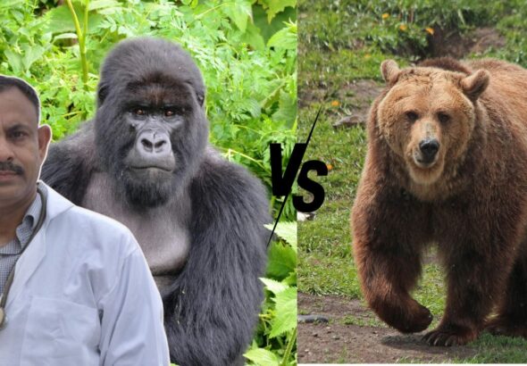 Bear vs Gorilla