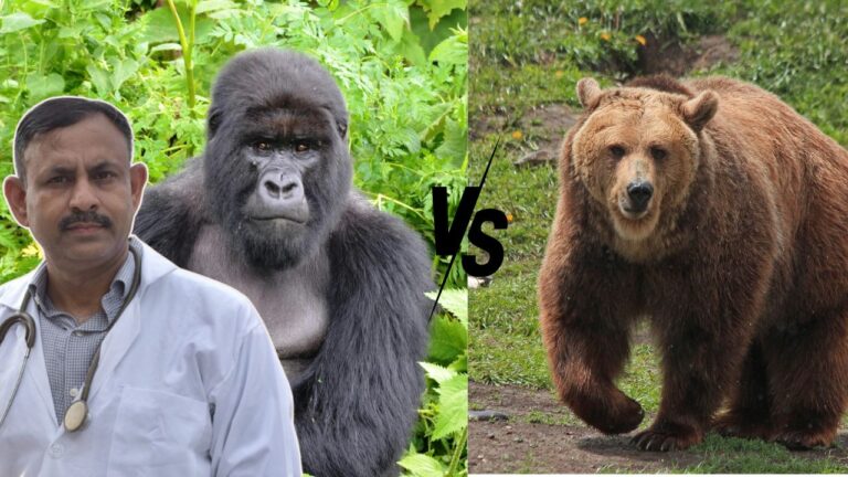 Bear vs Gorilla