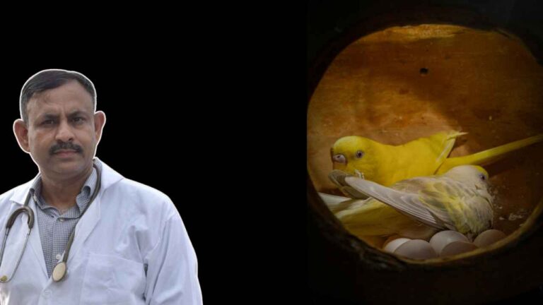 Budgerigar