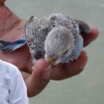 Budgerigar