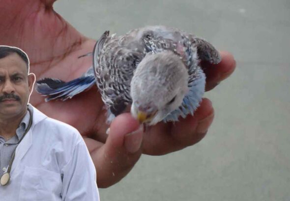 Budgerigar