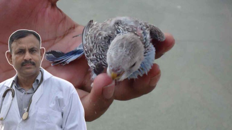 Budgerigar