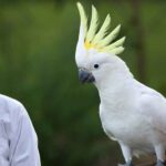 Cockatoo Bird