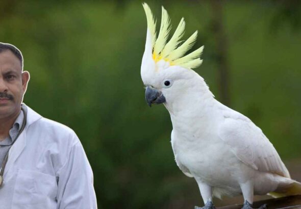 Cockatoo Bird