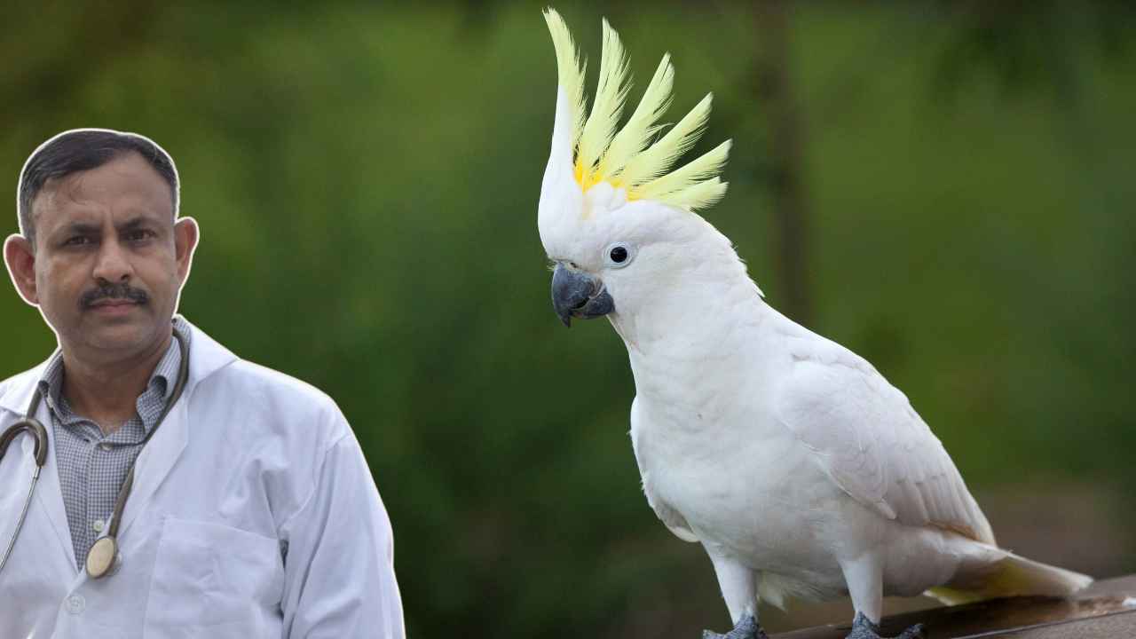 Cockatoo Bird