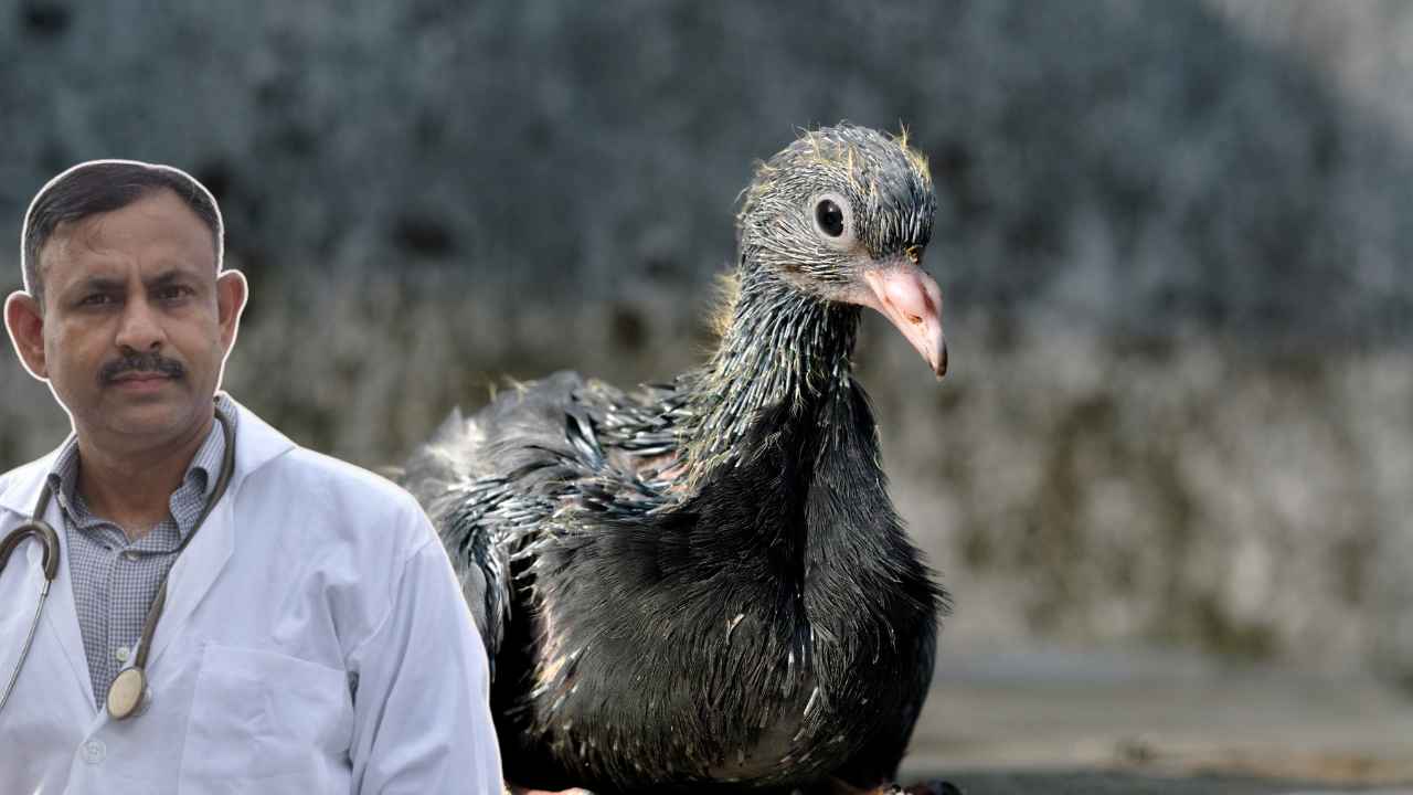 Baby Pigeon Feeding