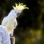 Cockatoo Care