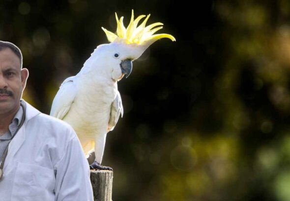 Cockatoo Care