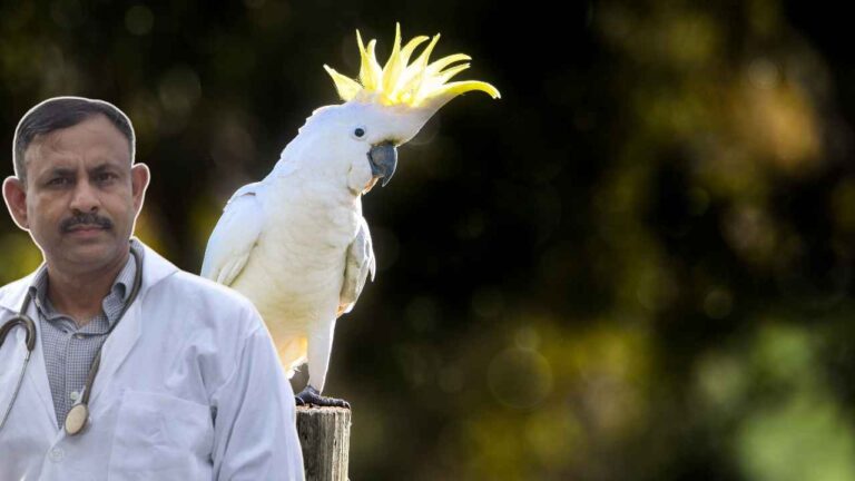 Cockatoo Care
