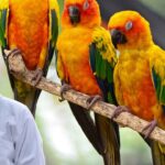 Conure Diet