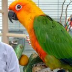 Conure Parrot