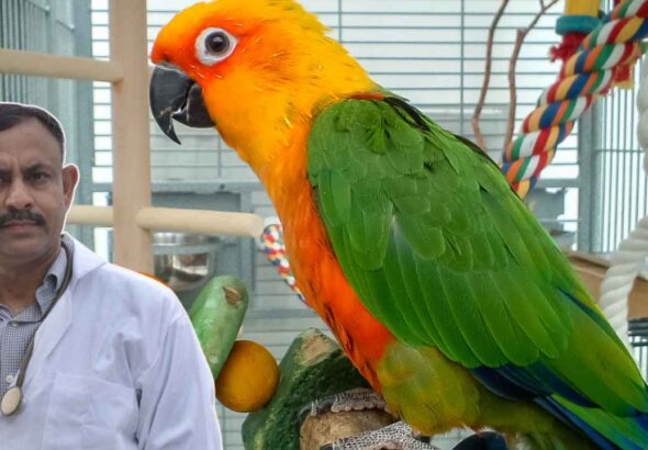 Conure Parrot