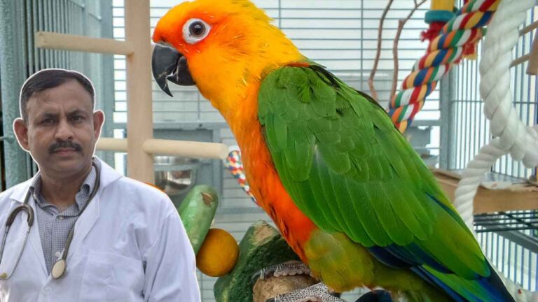 Conure Parrot