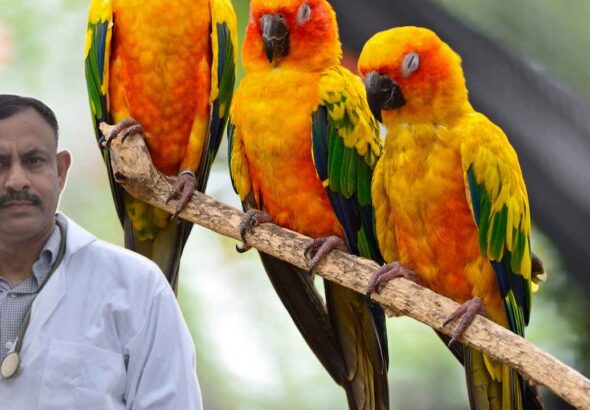 Conure Diet