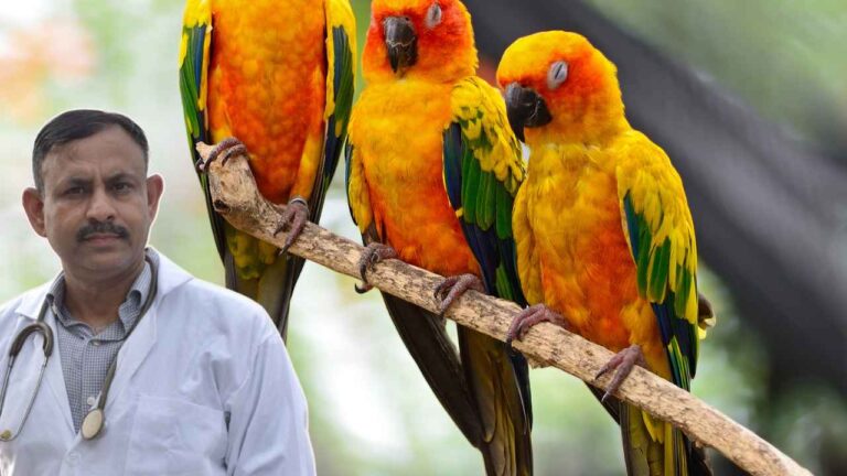 Conure Diet
