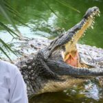 Crocodile