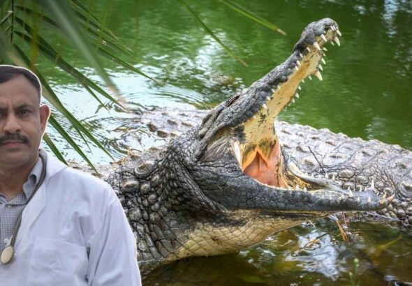 Crocodile