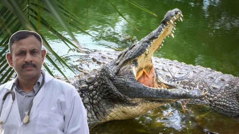 Crocodile