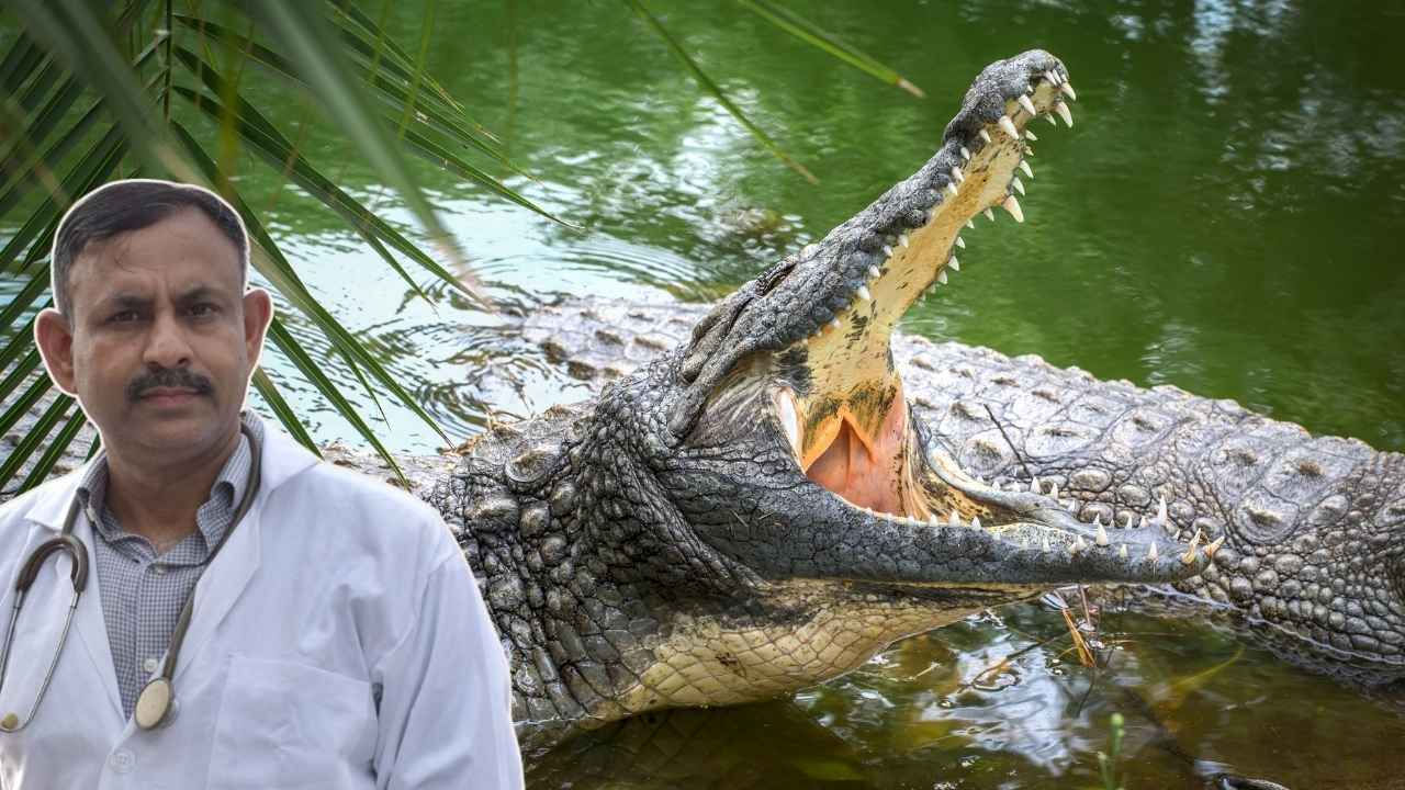 Crocodile