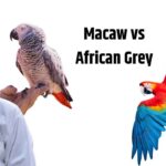 Macaw vs African Grey