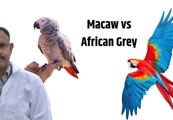 Macaw vs African Grey