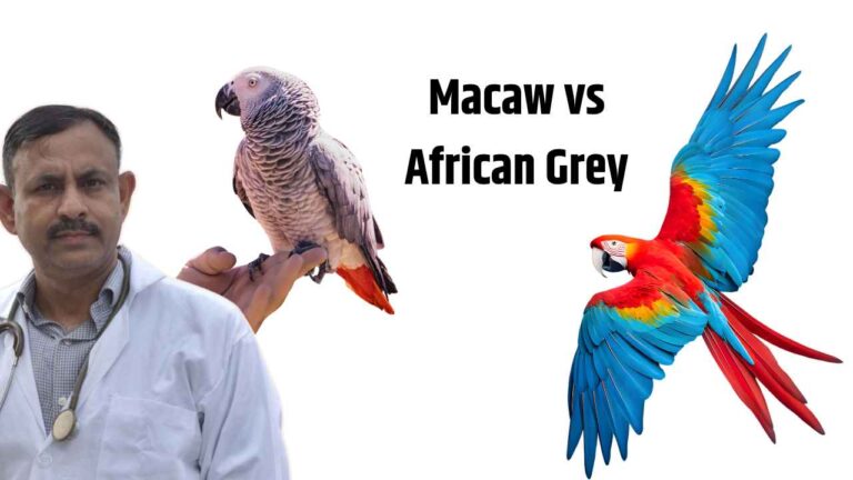 Macaw vs African Grey