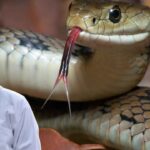 Most Venomous Snake: