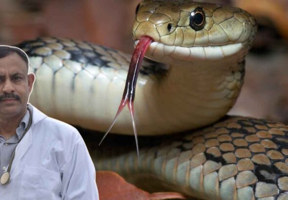Most Venomous Snake: