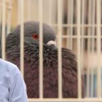 Pigeon Cage