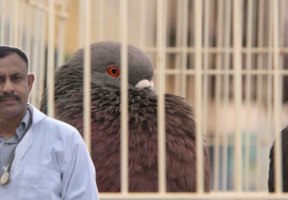 Pigeon Cage