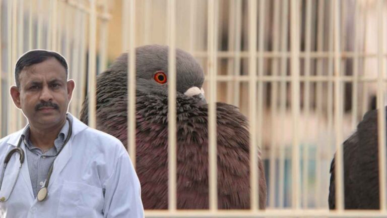 Pigeon Cage