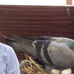 Pigeon Egg