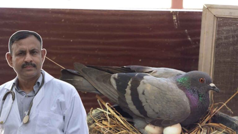 Pigeon Egg